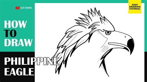 20+ Easy Philippine Eagle Drawing Ideas with Color.